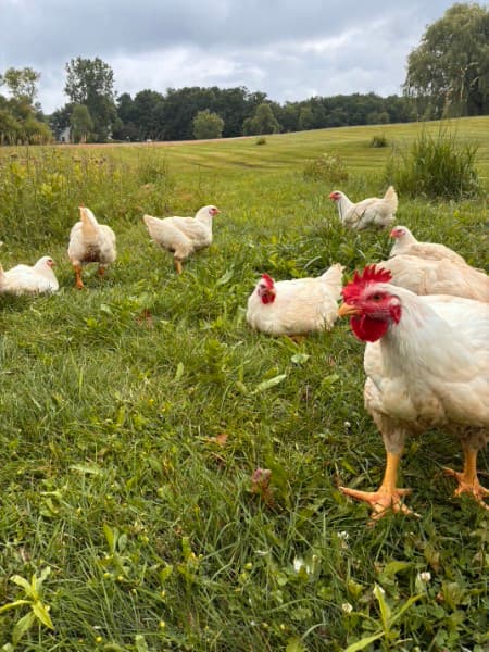 White Ranger chickens standing in green pasture