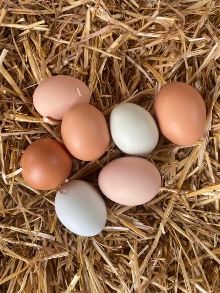 Brown, pink, and pale green eggs resting on straw